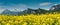 Panorama landscape with a canola rapeseed field and snowcapped alpine mountains