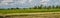Panorama landscape. A flock of dove and mynas in rice field. Thailand
