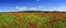 panorama landscape poppies field