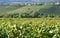 Panorama of Langhe vineyards