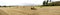 A panorama of the large field with multiple packs of rolled hay in countryside of Aberdeenshire, Scotland