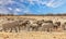 Panorama of a large herd of elephants and zebras around a waterhole in Etosha National Park