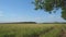 Panorama of a large meadow in front of forest