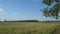 Panorama of a large meadow in front of forest