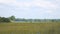 Panorama of a large meadow and a lake in front of forest