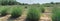 Panorama lavender farm blooming in Gainesville, Texas, USA