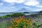 Panorama with lavender field and orange flowers in front of Mount Fuji, Kawaguchiko, Japan