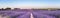 Panorama of lavender field at sunset