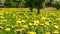 Panorama of lawn of blossoming yellow dandelions in city park