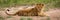 Panorama of lion cub lying watching camera