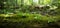 Panorama of Log with Moss and Sprouting Trees in Forest