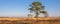 Panorama of a lonely tree on the Noordsche Veld nature area in Drenthe
