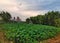 Panorama of lotus pond