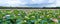 The panorama of lotus ponds in peaceful and quiet countryside.