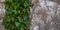 Panorama Lush green vines with heart shaped leaves covering the trunk of a forest tree