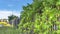 Panorama Lush vines with vibrant green leaves growing on the black metal fence of homes