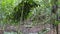 Panorama of makeshift traditional shelter while camping in the dense green jungle in the remote Pampas del Yacuma near Rurrenabaqu