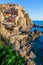 Panorama of Manarola in Cinque Terre, La Spezia. Colorful buildings near the ligurian sea. View on the prickly pear cactus on the