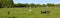 Panorama meadow with mottled grey black cows