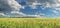 Panorama meadow of wheat