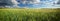Panorama meadow of wheat