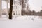 Panorama meadows with snow passes on the edge of the forest.