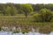 Panorama meander river with reed on northern part of Ukraine, Sumy region. Riparian vegetation Salix sp. Flooded meadow