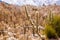 Panorama of Moon Valley with cactus, Bolivia