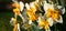 Panorama of morning narcissuses.