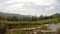 Panorama of mountain bogs in which lie the old birch and dragonflies flying