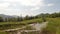 Panorama of mountain bogs in which lie the old birch and dragonflies flying