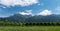 Panorama mountain landscape with many rows of Pinot Noir grapevines in the foreground