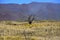 Panorama Mountain Landscape at Mauna Kea, Volcano on Big Island, Hawaii