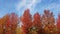 Panorama of multi colored autumn trees with blue sky in the background