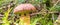 Panorama Mushroom in the wood