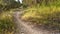 Panorama Narrow dirt road amid grasses and trees with view of bright sky overhead