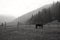 Panorama of natural landscape with horse, meadow and mountains in a foggy morning background. Black and white photography.