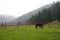 Panorama of natural landscape with horse, meadow and mountains in a foggy morning background. Foggy morning with mountains.
