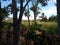 Panorama, natural, plant, rice fields, green, yellow