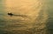 Panorama nature landscape of long tail boat riding against sunset on River in Bangkok Thailand