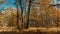 Panorama in an oak forest with beautiful trees with bright red autumn foliage