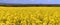 Panorama of Oilseed Rapes