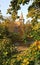 Panorama of the old Latvian Cesvaine castle between yellowed leaves on October 9, 2020