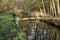 Panorama of the old swamp.Thickets of reeds and woods.Winter day.