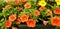 Panorama of orange Petunia flowers