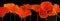 Panorama of orange poppies