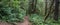 Panorama of Oregon Rainforest Woods