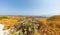 Panorama over the island of Paros. Cactus bush in front of the wide angle panorama. Limited rain fall turns the landscape a dry