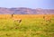 Panorama of a pair of impala sprinting