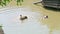 Panorama of pair wild adult ducks bathing and clean feathers